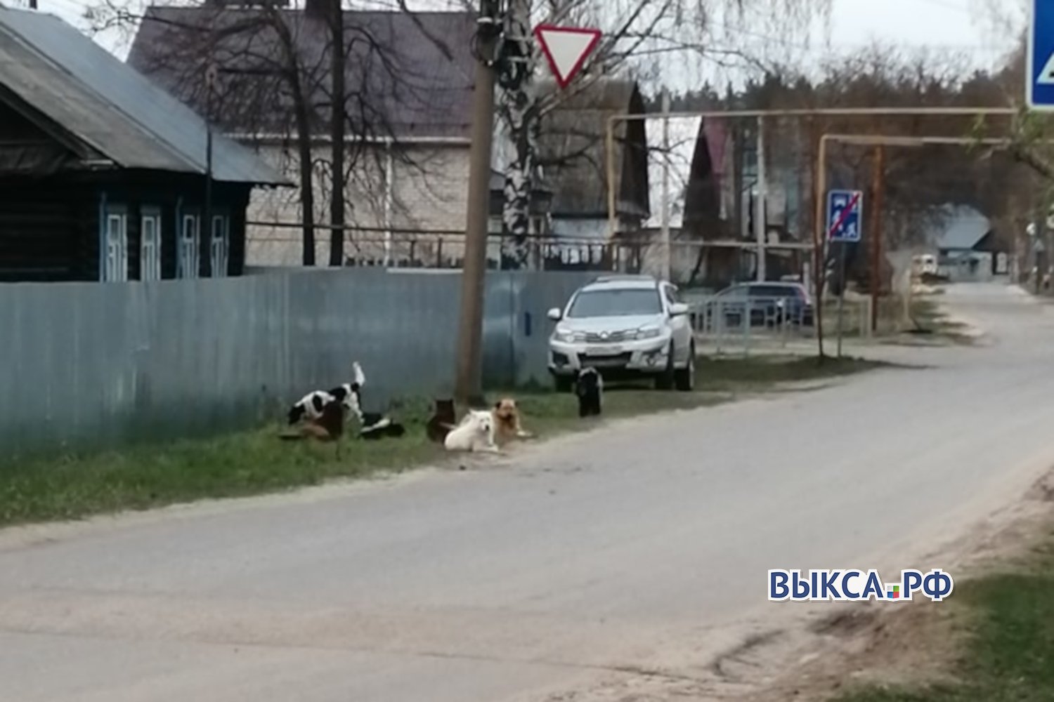 Жители ПМК пожаловались на стаи бродячих собак